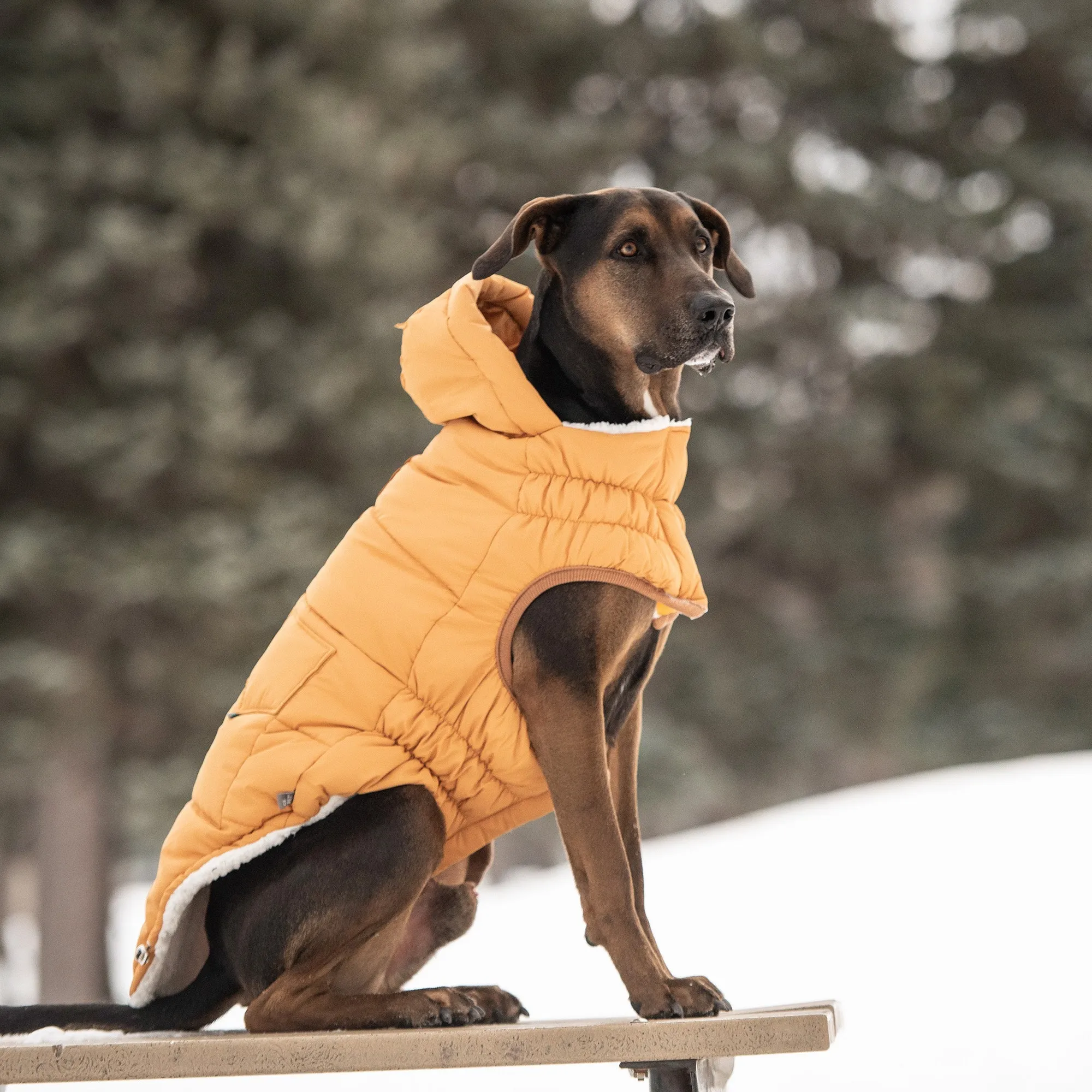 Ultra-Warm Super Puff Dog Parka – Snug & Stylish for Every Pup!